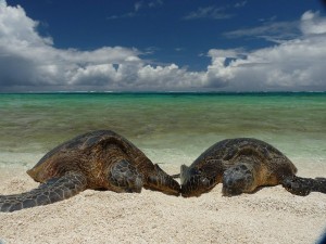 green sea turtles