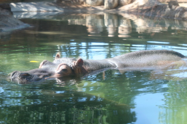 hippo_single