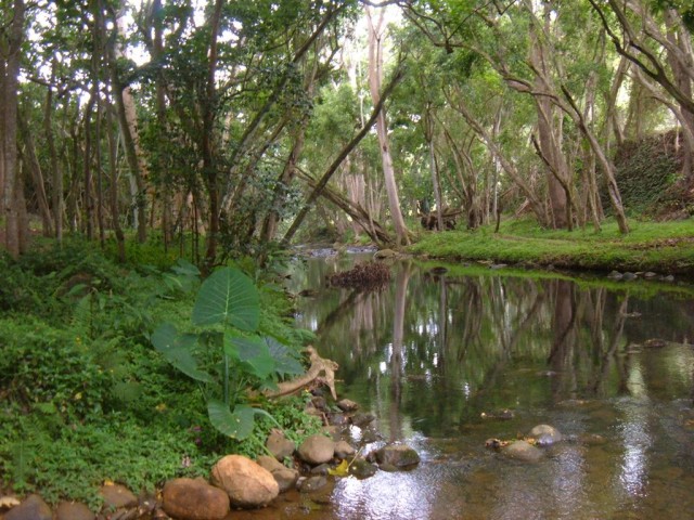 Kauai forest stream