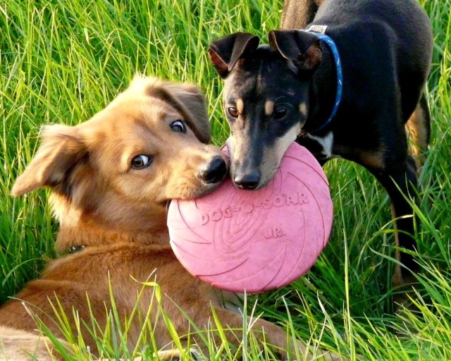 fighting dogs