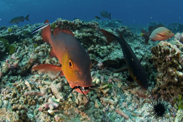 Red snapper, Lutjanus bohar, eating a Diadema sea urchin on the fore reef of Kingman Reef, 10 m depth. The red snapper is the second most abundant predator at Kingman Reef, second only to sharks. They are voracious predators that eat everything from fishes to giant clams to sea urchins.