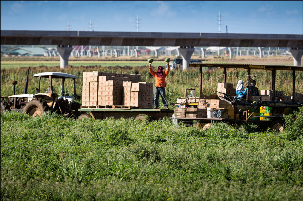 Hoopili Decisions Loom 'Prime Farmland' May Give Way in West Oahu