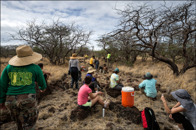Volunteers clean part of the trail on Kahoolawe between Honoko'a and Honokanai'a dotted with leave trees, dry scrub and rocks. This is part of a sequence. 9.28.14