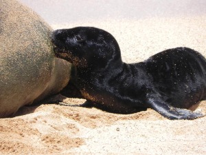 monkseal