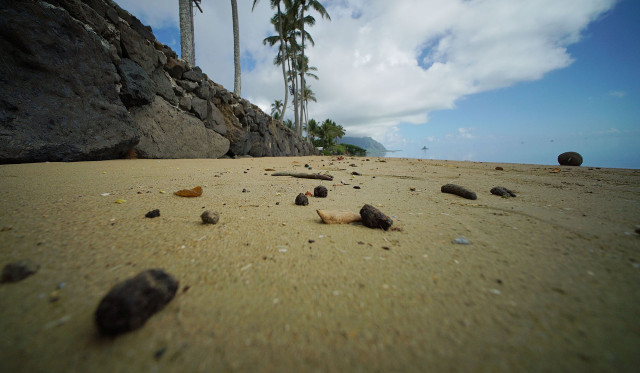 Feces along Laenani Neighborhood Park. Kahaluu. 29 june 2015. photo cory Lum/Civil Beat