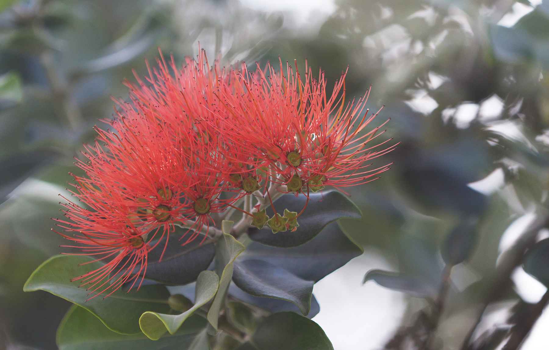 Peter Apo Rapid Ohia Death Matters More Than You Think