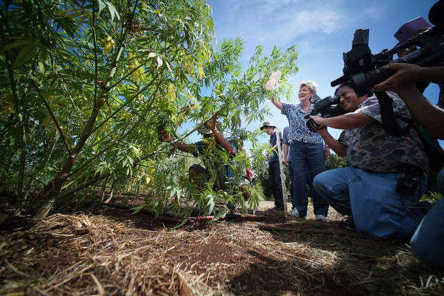 Right, Representative Cynthia Thielen assists UH staff in the first harvest of Hawaii's Industrial Hemp Field at the University of Hawaii, Waimanalo Research Station. 23 july 2015 photograph Cory Lum/Civil Beat