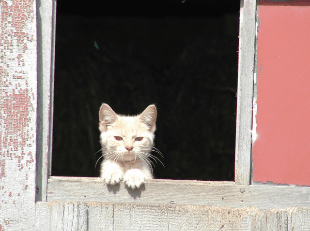 feral cat