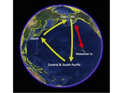 Pacific golden plover flight routes.