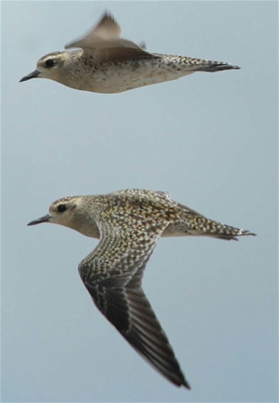 Pacific golden plovers