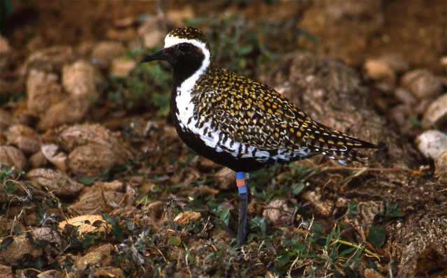 A male Pacific golden plover with breeding plumage — and leg bands.