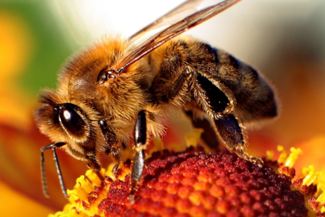 Native bees are effective pollinators, but sometimes can't travel very far without feeding. Plants and feeding areas on the edges of parks, parking lots and other urban spaces can help them move from habitat to habitat safely. 