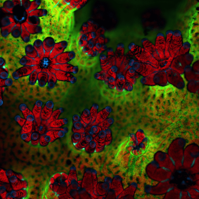 Closeup view showing the anatomy of a coral (Pocillopora damicornis). The red is the millions of micro algae inside the animal tissues, the blue are batteries of stinging cells called nematocysts and the green is a protein that is found in the coral animal tissue. The living coral is visualized using a scanning laser confocal microscope under UV light.