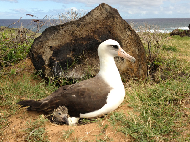 Albatrosses at Kaena Point