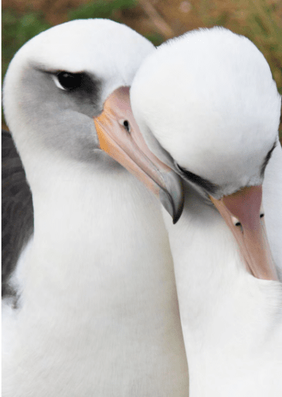 Albatrosses at Kaena Point