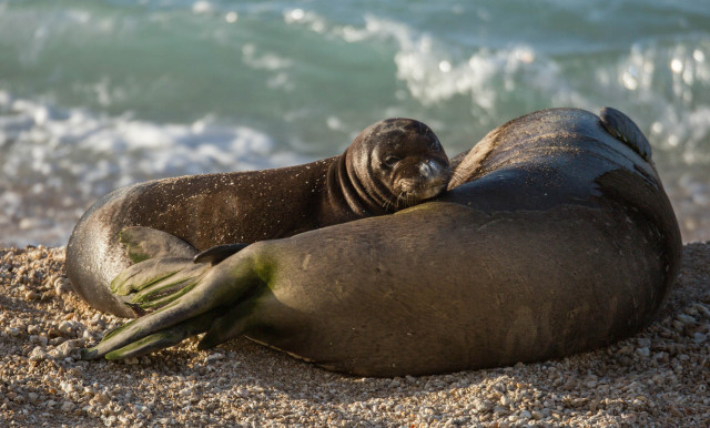 A monk seal pup rests with its mother after a swim in the ocean. 