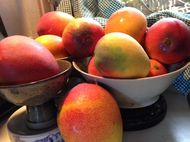 These are a few of the more than 200 mangoes that fell into columnist Denby Fawcett's yard from a neighbor's tree three years ago.