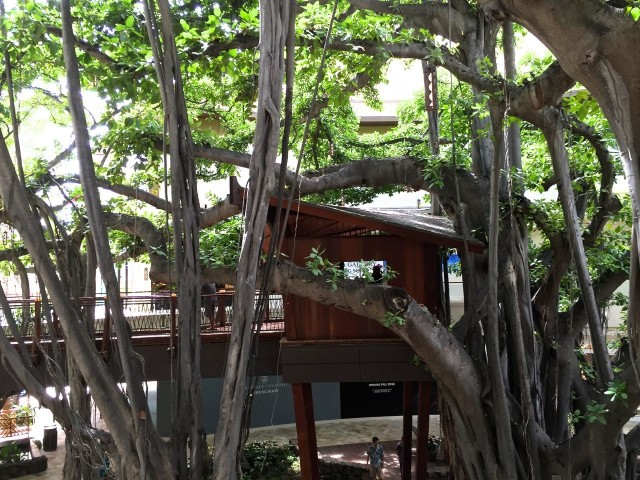The treehouse in the giant banyan tree at the International Market Place remains intact and attracts shoppers to the second level.