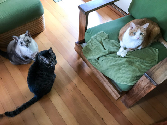 Duke and Romeo were right there to see if any food was going to appear.