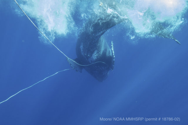This Friday Jan. 12, 2018, image provided by NOAA's Marine Mammal Health and Stranding Response Program shows an entangled humpback whale with line running from both sides of its mouth, spotted off Makena Beach on Hawaii's island of Maui. The humpback whale was freed of braided line Friday. It was first spotted on Thursday by the captain of a fishing vessel. Rescue teams then went to the scene and began to remove the more than 285 feet (87 meters) of braided line that the whale was trailing. (J. Moore/NOAA's MMHSRP Permit #18786-02 via AP)